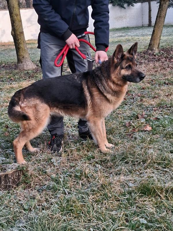 FEDE PASTORE TEDESCO Foto 2